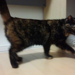 猫の里親を募集しています