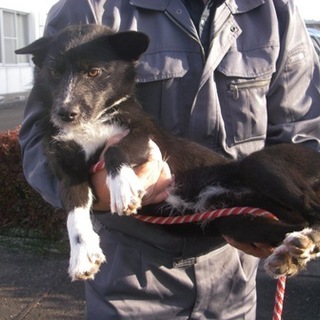 飼い主さんに見捨てられた子？人慣れした若い男の子