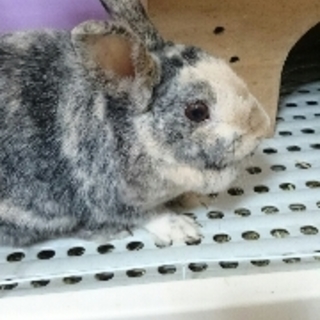 ウサギの里親決定しました。ありがとうございました。
