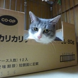 人間大好き猫嫌いな女の子の猫
