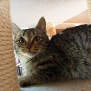 元気で懐こいきじとらの男の子