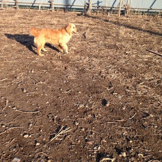 ゴールデンレトリバー2才　メス