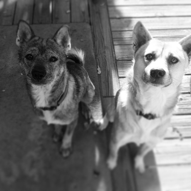 Lohi ola＊岡山倉敷の小さな命のカバー写真