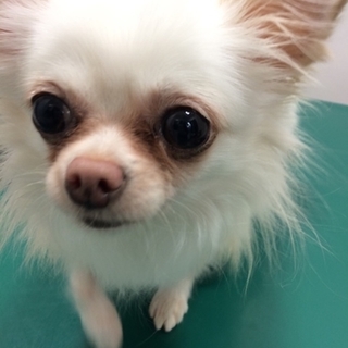 チワワの若様　里親募集