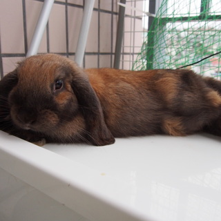 かわいいロップイヤーの里親様を見つかりました。ありがとうございました。