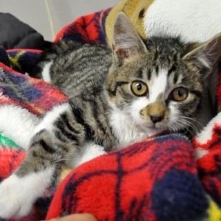 心に灯りを★がんばるあかりちゃん