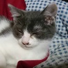 子猫達の里親さん募集中です！ サムネイル7