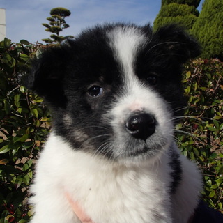 元気で人なつっこい約3カ月の兄弟子犬です！！