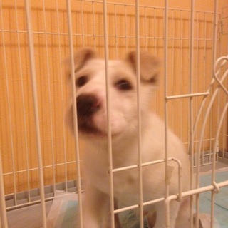 雑種★推定3，4ヶ月です★