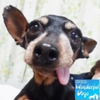 「バンビーナ」推定７～８歳♀