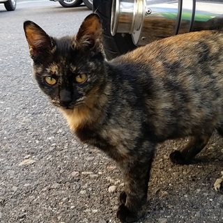 べっこう柄の猫の里親募集です