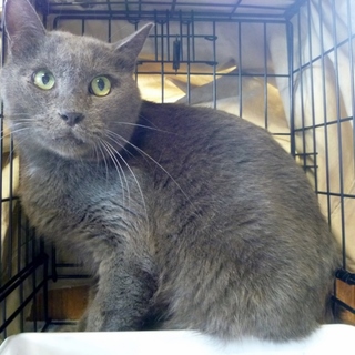 猫は可愛いだけが魅力ではないで～個性やで～