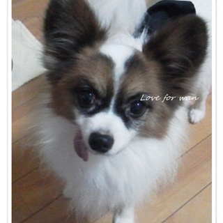 穏やかな癒し系パピヨン♂イデオ君７才