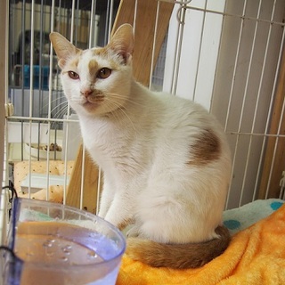 こずえちゃん、里親さん募集中！