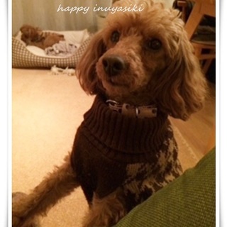 フレンドリープードル♀７才、４．５キロくらい