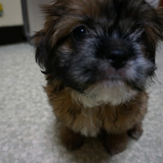 茶色いワンコの女の子