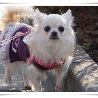 フレンドリーチワワ♀８才２．７キロ