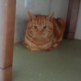 【緊急】虐待は嫌!!捨てられるのはもっと嫌!!①