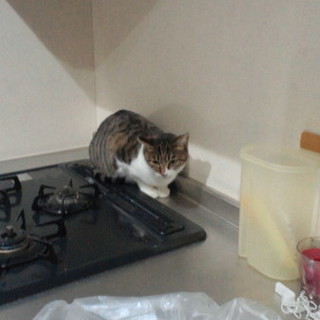 虐待は嫌!!捨てられるのはもっと嫌!!②