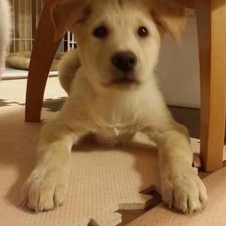 ミックスのベージュの男の子