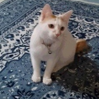 推定9か月、ふわふわ白茶の男の子