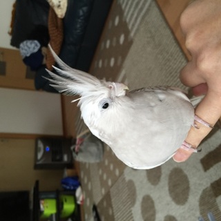 応募者多数につき、締めきらせていただきます。ありがとうございました。