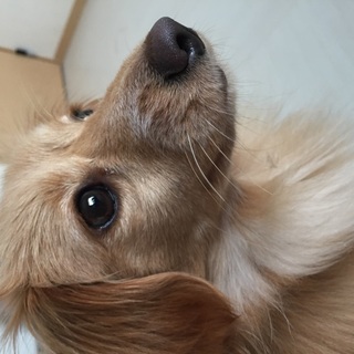 至急お願いします