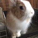 とっても性格のいいウィーンマークのミニウサギ　