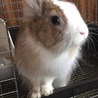 とっても性格のいいウィーンマークのミニウサギ　 サムネイル1
