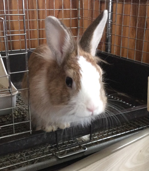 とっても性格のいいウィーンマークのミニウサギ　 サムネイル2