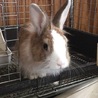 とっても性格のいいウィーンマークのミニウサギ　 サムネイル2
