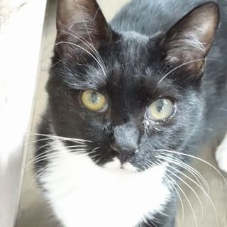 心優しい方のご連絡をお待ちしています