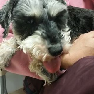 のんびりまったり☆そばに居て欲しいシュナ君