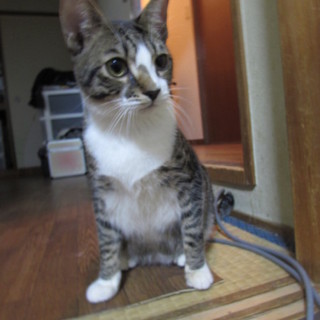 人・猫・犬大好き！性格重視の方はこの子を・・・！