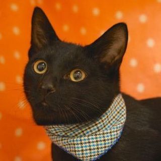 里親様が決定致しました。