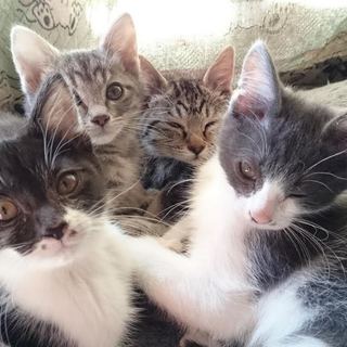 仔猫2匹の里親さん募集中です！