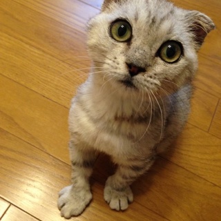 穏やかなスコティッシュホールド♂３ヶ月募集一旦停止