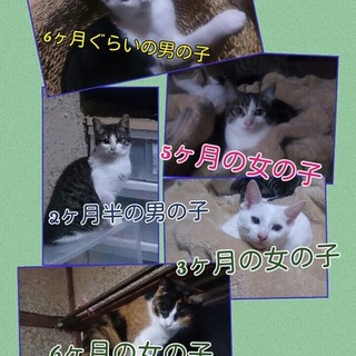 新しい家族を探しています！