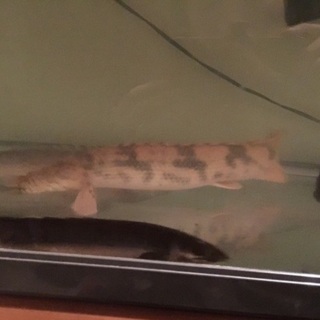 エンドリケリー ラプラティ パルマス