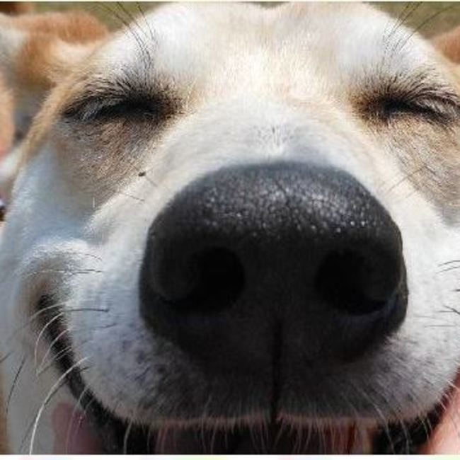 (社)RJAV被災動物ネットワークのカバー写真