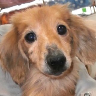 余命１年～１年半（持病有り）