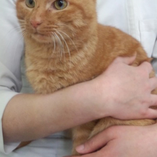 甘えた茶トラのプーちゃん