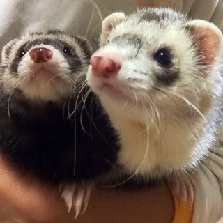 マーシャルフェレット♂多数の応募頂きありがとうございます。