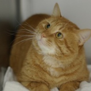 寒川崩壊猫№11 茶トラ♂君 