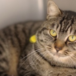 寒川崩壊猫№10 キジトラ♂君 