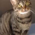 寒川崩壊猫№9 キジトラ♀ちゃん 