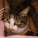 寒川崩壊猫№14 三毛♀ちゃん 