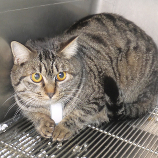 寒川崩壊猫№18 キジトラ♀ちゃん 