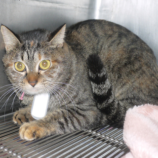 寒川崩壊猫№21 キジ三毛♀ちゃん 