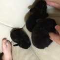 1/1生まれの子ウサギ